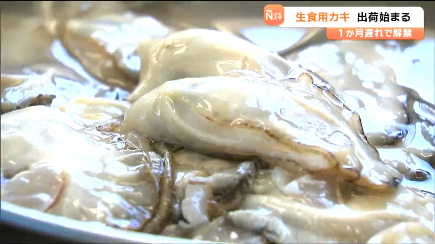 やっと始まったという感じ」生食用カキの出荷1カ月遅れで解禁 海水温 やっと始まったという感じ」生食用カキの出荷1カ月遅れで解禁 海水温