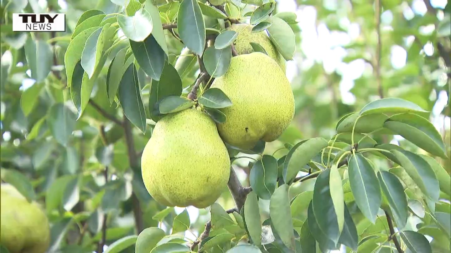 img_24529e02fd885e54867429dc8d