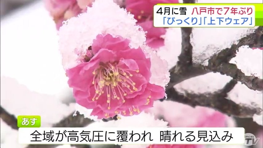 青森県八戸市で7年ぶりに“4月の雪” ウメの花も雪かぶる 市民からは驚き