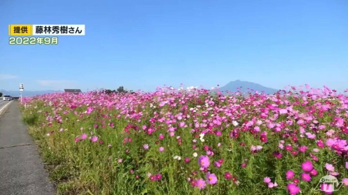 コスモス コスモス彩るシンボルロード目指し種まき開始 個人の活動を行政が事業