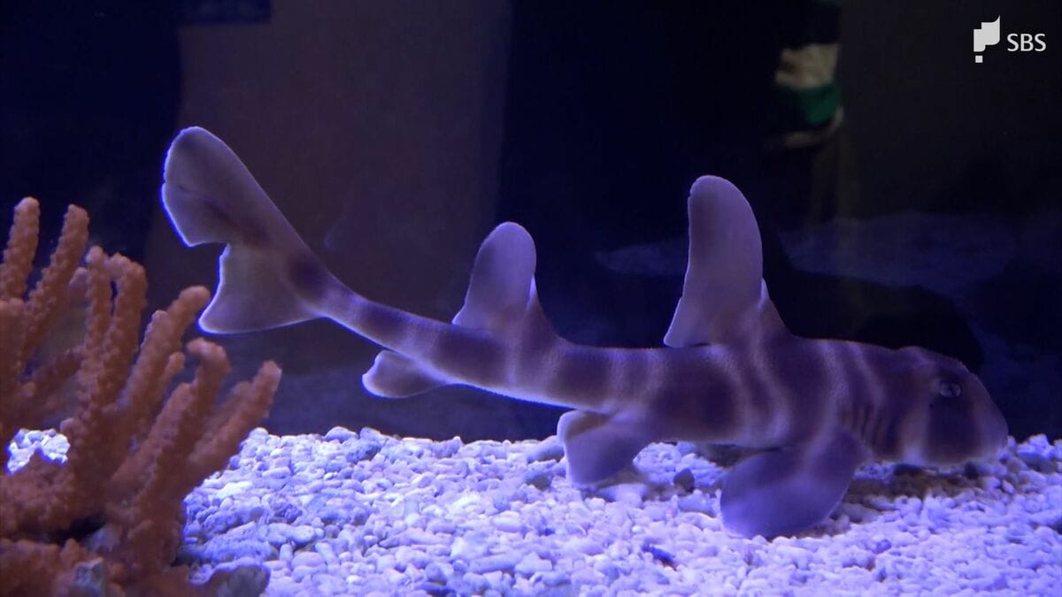 歯が鋭いし怖い」下田海中水族館でサメの特別展示 アオザメの冷凍標本