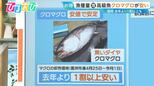 『クロマグロ』が安い!漁獲量増加で1割以上値下がり 不漁続きの魚に変化?“黒潮大蛇行”終息の兆し【ひるおび】|TBS NEWS DIG