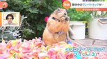 散歩中に昼寝するプレーリードッグ【Nスタ】|TBS NEWS DIG