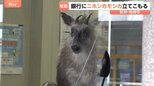 駅前の銀行内に「ニホンカモシカが立てこもり」　銀行から110番通報　新潟・JR柏崎駅前の繁華街　数時間後…麻酔吹き矢で捕獲|TBS NEWS DIG