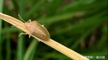 「カメムシの臭いを出さずにお別れしよう」害虫駆除の専門家が考案したペットボトルを活用した「カメムシキャッチャー」|TBS NEWS DIG