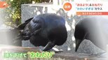 「今世紀1番にかわいいカラスを見てしまった」…「おはよう」カラスに“おねだり”カラス|TBS NEWS DIG