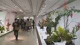 被災地からの作品など161点並ぶ 第50回 北國花展「伝統と現代」|TBS NEWS DIG