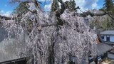 樹齢300年を超えるイトザクラが見ごろ 気象台は甲府のサクラの満開を発表 山梨 | 山梨のニュース | UTYテレビ山梨
