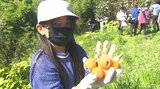 旬を迎えた地元特産のビワの収穫を体験 小学生41人が丁寧にもぎ取る 大分 | 大分のニュース|OBS NEWS|大分放送