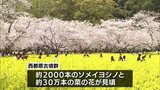 桜と菜の花のコントラストで知られる西都原古墳群 多くの花見客でにぎわう|TBS NEWS DIG