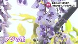 "紫のカーテン" 串間市の牧場でフジの花が見ごろ | MRTニュース | MRT宮崎放送