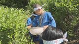 「楽しい思い出の1ページになれば」今年度で閉校の小学校 最後の茶摘み 山口・光 | 山口のニュース・天気・防災|tys NEWS|tysテレビ山口