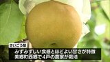 みずみずしい食感とほどよい甘さ 美郷町西郷で特産「さいごう梨」の収穫|TBS NEWS DIG