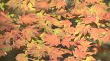 紅葉の見ごろはいつ？西日本随一の美しさといわれる国立公園大山の紅葉がシーズンの幕開け　|　BSSニュース | BSS山陰放送