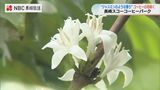 まるで枝に降り積もった雪のよう　コーヒー農園でコーヒーの花 見ごろ 大村　|　長崎のニュース | 天気 | NBC長崎放送