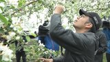 「高品質なリンゴを作っていただければ」リンゴの開花量調査始まる　2024年も花の量は十分　|　青森のニュース│ATV NEWS│青森テレビ