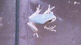 “10万匹に1匹の確率” 珍しい青色のアマガエル あわしまマリンパークで展示＝静岡・沼津市　|　静岡のニュース | SBSNEWS | 静岡放送