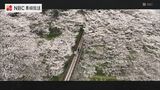 桜の咲く頃に④ 琴海中央公園の桜 | 長崎のニュース | 天気 | NBC長崎放送