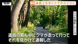 【動画】カメラが "道路上を歩くクマ" を捉えた！　民家の近くで撮影　連日住宅街などでクマの目撃相次ぐ（山形）|TBS NEWS DIG
