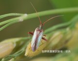 「アカスジカスミカメ」って?長野県に「カメムシ注意報」 コメの品質を低下させる「斑点米」の原因となる病害虫 平年に比べ発生が多く被害拡大が懸念 県が注意呼びかけ | SBC NEWS | 長野のニュース | SBC信越放送