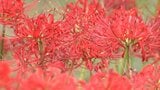 秋の訪れ...鮮やかな美しい「ヒガンバナ」児島湖花回廊で見学会【岡山】 | 岡山・香川のニュース | 天気 | RSK山陽放送