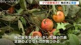 クマ目撃相次ぐ 富山市では柿を食い荒らしたような跡 爪痕 足跡も 富山　|　富山のニュース｜天気・防災｜チューリップテレビ