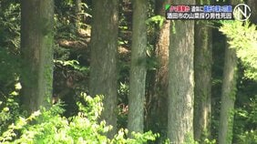 クマが襲ったか、遺体に歯形や深い爪のあと　山中で発見の遺体、山菜採りに出て行方不明の78歳男性と確認  山形・酒田市|TBS NEWS DIG