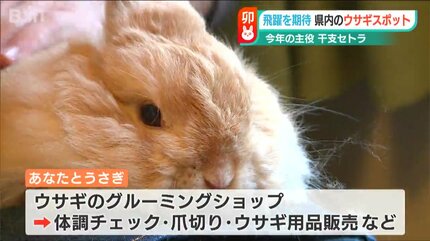 ついに我々の年が来たか」金色のウサギに“県内唯一”の店も “うさぎ