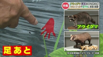 顔は可愛いけど日本の生態系を壊す！？【実は害獣のアライグマ】“3年