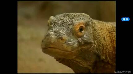 名前は「タロウ」…コモドドラゴンがやってくる！ 名古屋・河村たかし