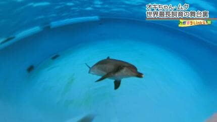 50年現役！「沖縄観光のハイライト」美ら海水族館のオキちゃんとムク