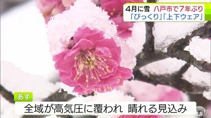 青森県八戸市で7年ぶりに“4月の雪” ウメの花も雪かぶる 市民からは驚き