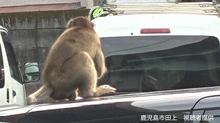 サルが車の上に」鹿児島市の住宅街で目撃情報あいつぐ 注意点は