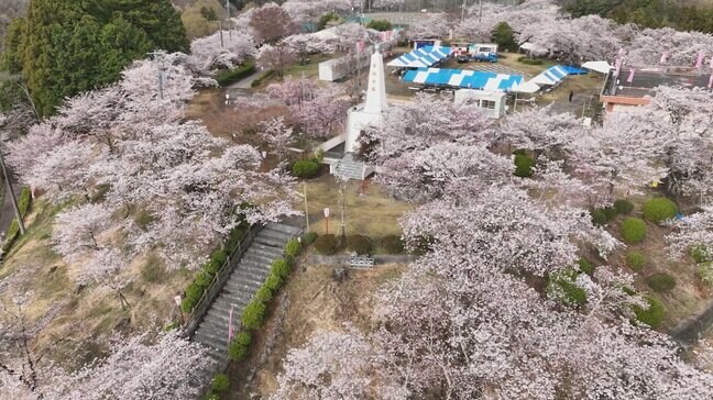 桜の名所 2000本のソメイヨシノが満開 山一帯を覆い 春の風景広がる 山梨・大法師公園|TBS NEWS DIG