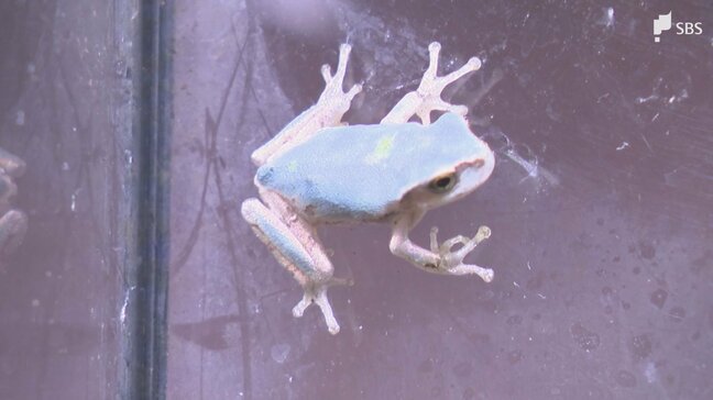 “10万匹に1匹の確率” 珍しい青色のアマガエル あわしまマリンパークで展示=静岡・沼津市|TBS NEWS DIG