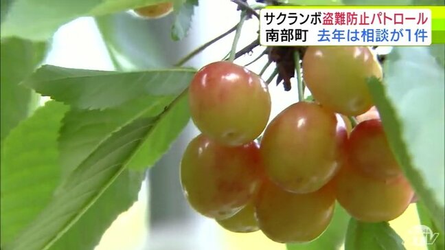 初夏の味覚「サクランボ」を守れ！　生産量が青森県内で1番多い南部町で盗難防止のパトロール　収穫作業の本格化にあわせて実施　関係者が警戒強める|TBS NEWS DIG