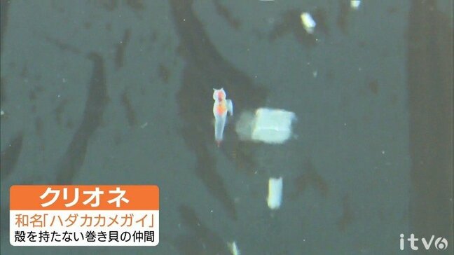 北海道から愛媛に“流氷の天使”  松野町「おさかな館」でクリオネ公開中|TBS NEWS DIG