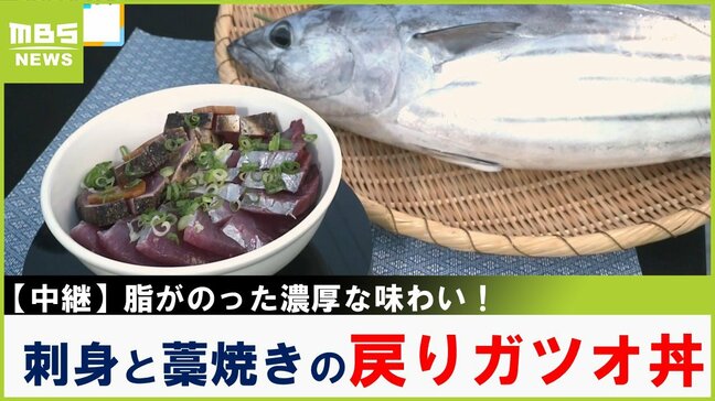旬を迎えた「戻りガツオ」紀州の海で１本釣り！脂がたっぷりのって超絶品　和歌山・白浜町【川地洋平の最旬！丼マン】|TBS NEWS DIG
