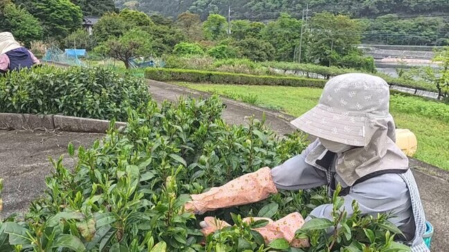 「南部の香りのあるお茶をおいしいお菓子と一緒に飲んで」　“自然仕立て”で栽培された南部茶　一番茶の茶摘み始まる　山梨・南部町|TBS NEWS DIG