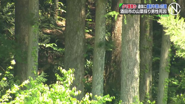 クマが襲ったか、遺体に歯形や深い爪のあと　山中で発見の遺体、山菜採りに出て行方不明の78歳男性と確認  山形・酒田市|TBS NEWS DIG