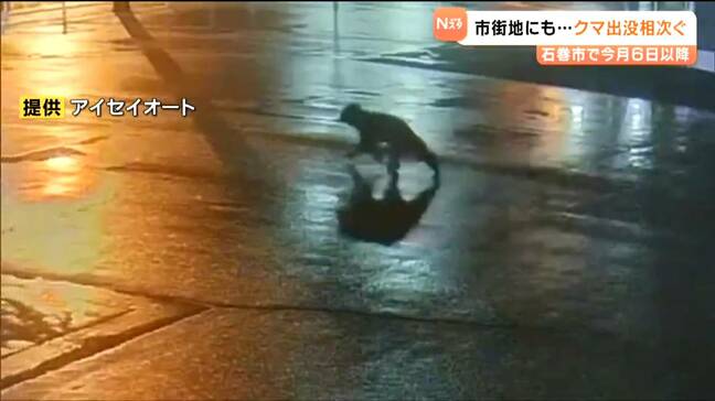 防犯カメラに映る“黒い影”クマだった「もともと生息していない」地域でなぜ出没相次ぐ？「背中見せると追いかけてくる」専門家が注意呼びかけ　宮城・石巻市|TBS NEWS DIG