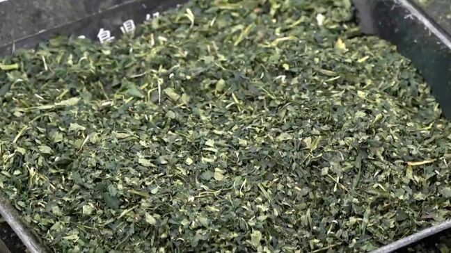 生産量日本一のてん茶　県下一斉で初めて取引会を開催　抹茶需要増を背景に|TBS NEWS DIG