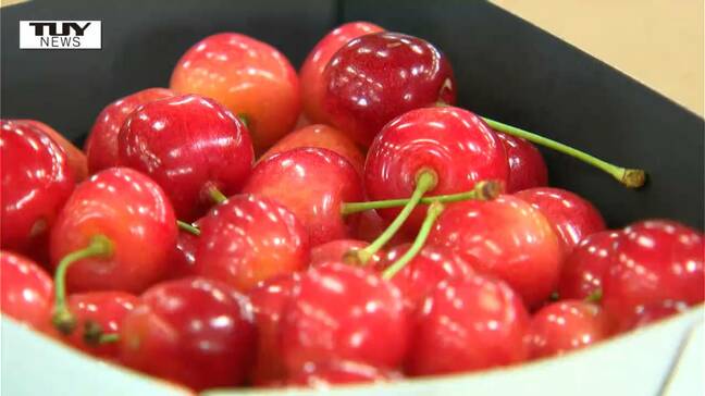 収穫量は平年の7～8割　出荷ピークは今月中旬に　国の地理的表示GIに登録 "東根さくらんぼ" （山形）|TBS NEWS DIG