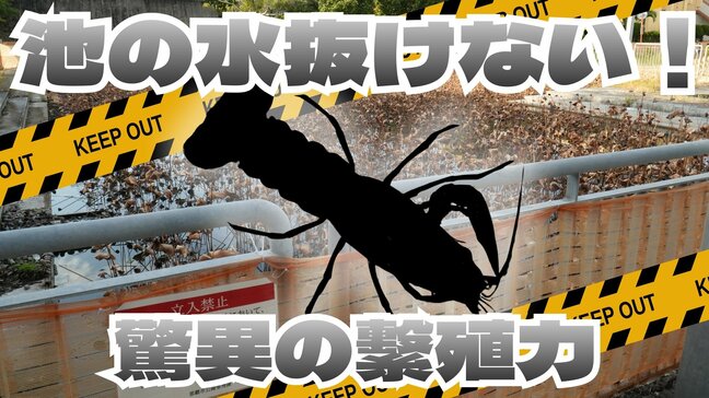 日本初の定着を確認　メスだけで “クローン増殖” する特定外来生物の生息地が拡大中|TBS NEWS DIG