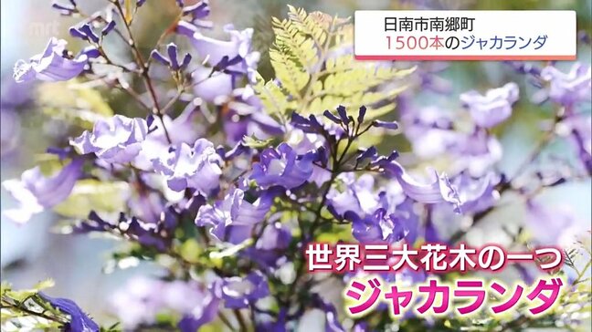 日南市南郷町の「ジャカランダ」見ごろ 今年は例年以上の花付きに 23日からジャカランダまつり開催|TBS NEWS DIG