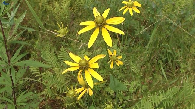 特定外来生物から国立公園の生態系守れ　繁殖力強い植物オオハンゴンソウ駆除　ボランティアら23人が活動　岩手・雫石町|TBS NEWS DIG