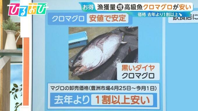 『クロマグロ』が安い！漁獲量増加で1割以上値下がり　不漁続きの魚に変化？“黒潮大蛇行”終息の兆し【ひるおび】|TBS NEWS DIG