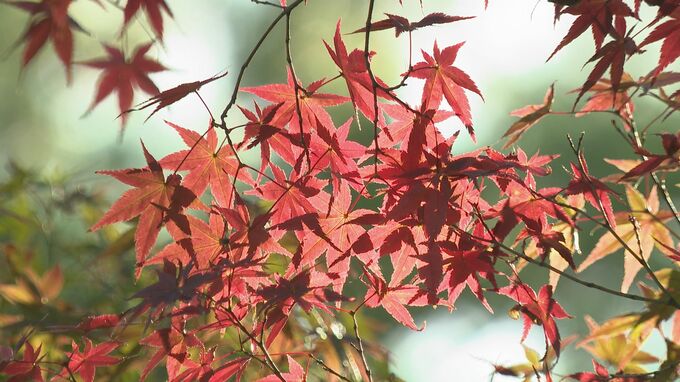 兼六園の紅葉、今年は例年より遅い?見頃は?園内を歩いて調べてみた | 石川県のニュース|MRO北陸放送