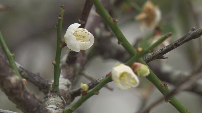 およそ1キロの遊歩道に植えられた梅の木　開花が始まり白い花が色づき始める　うるま市石川|TBS NEWS DIG