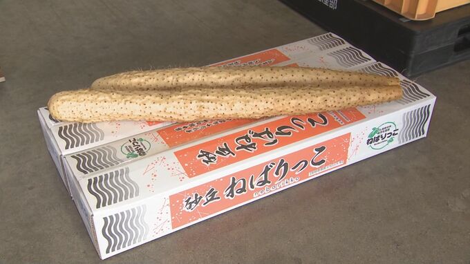 粘り気や甘みが強いナガイモ「ねばりっこ」初出荷|TBS NEWS DIG